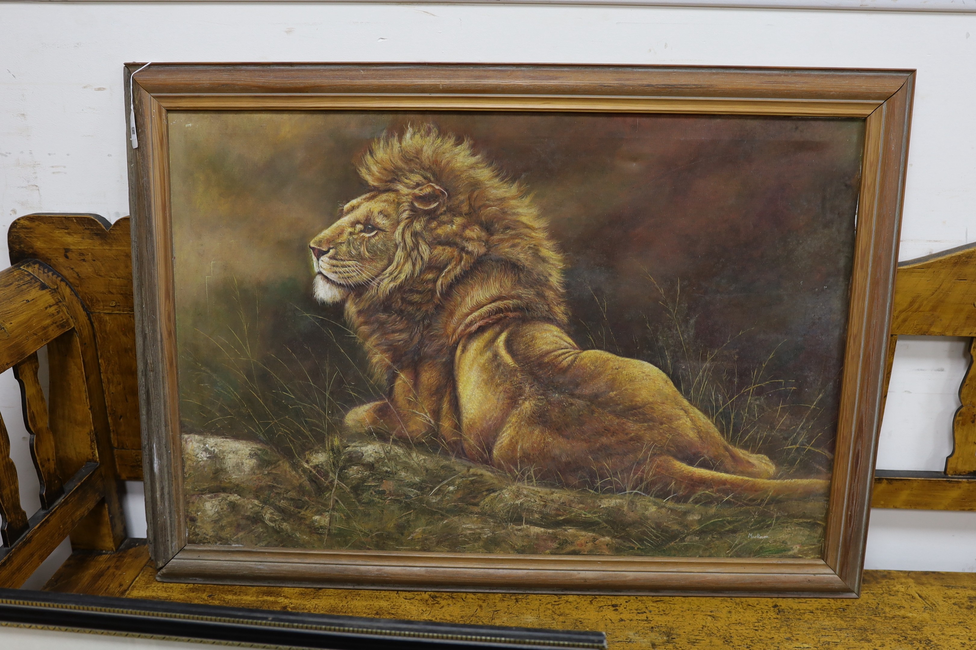 Mackeson, oil on canvas, Seated lion, signed, 62 x 92cm